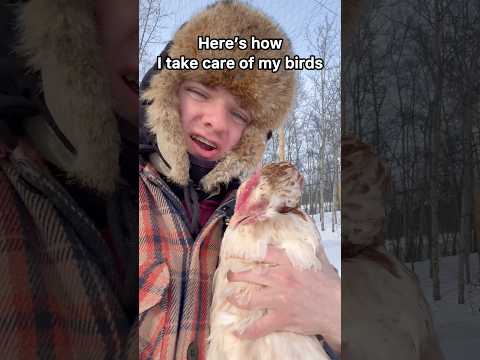 How I take care of my birds when it’s 40 below! #backyardchickens #chickencare