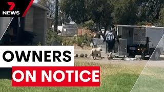 Penalties For Owners In Dog Attacks Escalate Under Sa Crackdown 7 News Australia