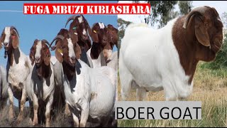 Ufugaji wa mbuzi na kondoo kwa ajili ya nyama.Mbuzi aina boer