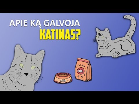Video: Kreipkitės į veterinarą apie katinas