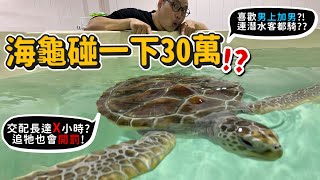 【從零開始養】海龜碰一下30萬!!喜歡男上加男?交配長達X小時?連潛水客都騎?追牠居然也開罰?海龜會吃毒水母?那吃海龜會中毒嗎?【許伯簡芝】綠蠵龜!