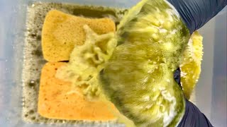 Breath O’ Pine 🌲 ASMR SPONGE SQUEEZES 🫧 🧽 