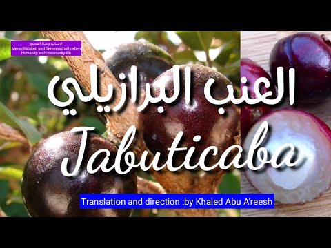 فيديو: معلومات عن شجرة جابوتيكابا - كيفية زراعة أشجار فاكهة جابوتيكابا