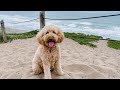 Dog&#39;s first time at the Beach!! // A day in the life // f1b mini goldendoodle // Fort Funston