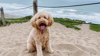 Dog's first time at the Beach!! // A day in the life // f1b mini goldendoodle // Fort Funston