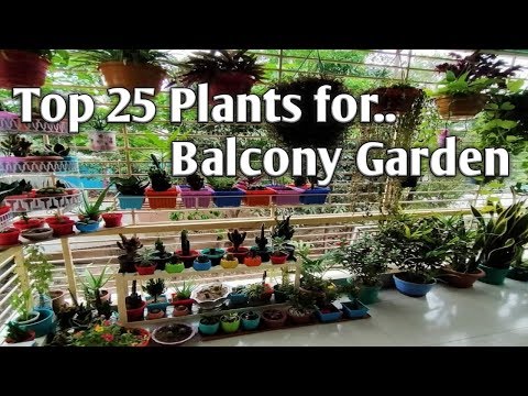 वीडियो: पौधे जो आपकी बालकनी को अद्वितीय बना देंगे