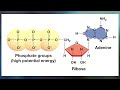 Cellular Respiration
