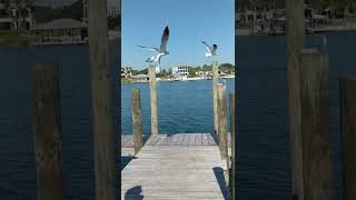 Feeding seagulls Flora-Bama boat dock 2