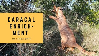 How will caracal Lucca react to his enrichment? South African sanctuary life