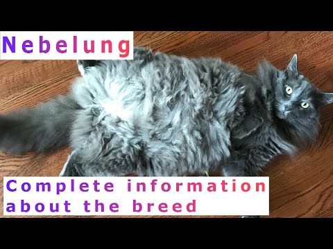 Nebelung. Pros and Cons, Price, How to choose, Facts, Care, History