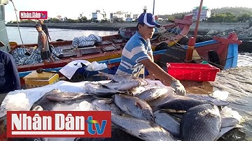 Ngư dân Quảng Ngãi nỗ lực vươn khơi bám biển