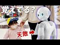 忘れた頃に天敵ペッパーに遭遇した3歳娘