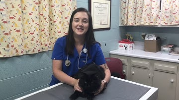 2019SU-VTHT-1301 AVMA Video Task Project