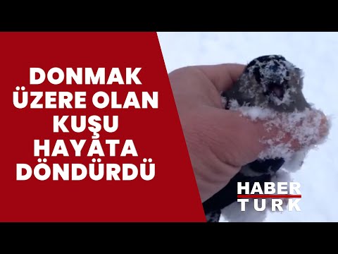 Greyder operatörü donmak üzere olan kuşu hayata dönderdi