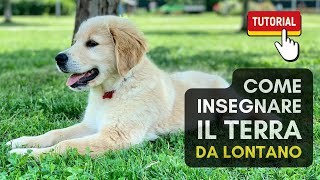 Come insegnare al cucciolo il comando Terra DA LONTANO | Tutorial con @bymyside_dog