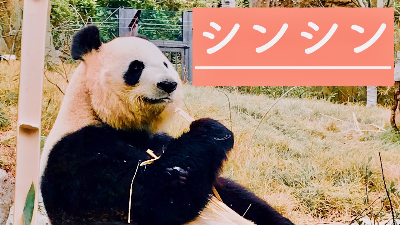 シンシンのお誕生日 上野動物園 パンダ Giant Panda Tokyo Japan Youtube