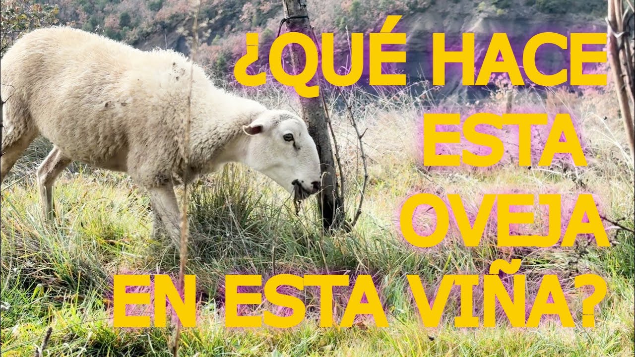¿Qué hacen las ovejas dentro de esta viña?