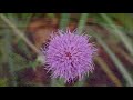 命の花/紅えみ