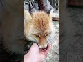 3659. Дикая лиса Маркиза и утренний завтрак. #wildfox #animals #shorts
