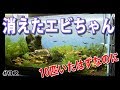 【10匹いたはずのヤマトヌマエビが・・】いつの間にか消えた！？【水草水槽(Planted aquarium)】#32