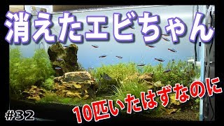 【10匹いたはずのヤマトヌマエビが・・】いつの間にか消えた！？【水草水槽(Planted aquarium)】#32