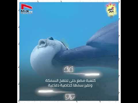 ماهو دور سمكة الفوجو بالنسبة للدلافين