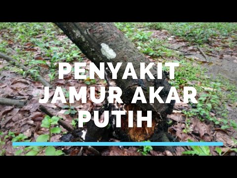 Video: Mengapa Penyakit Jamur Pada Tanaman Muncul Setiap Tahun