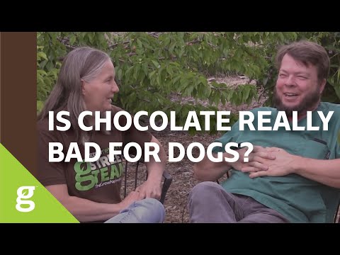 Image result for Can Dogs Really Die From Chocolate Consumption? [+video]