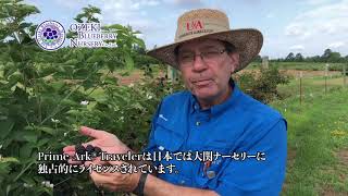 ブラックベリー「プライムアークトラベラー（Prime-Ark® Traveler）」のご紹介｜大関ナーセリー