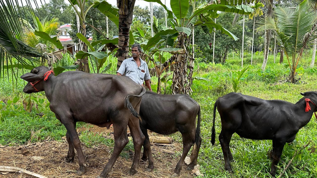 ഒരു മാസം 300 ഹരിയാന മുറ പോത്തുകൾ വിൽക്കുന്ന ഫാം|Cherpunkal Murrah Farm