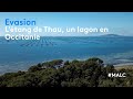 Vasion  ltang de thau un lagon en occitanie