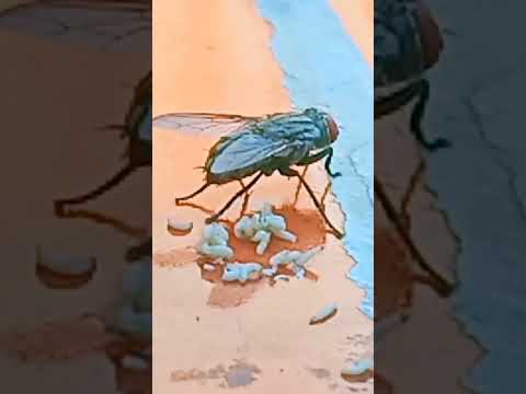 عندما تولد انثى الذباب اطفالها