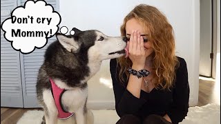 Crying In Front Of My Husky To See Her Reaction! (SO CUTE!)