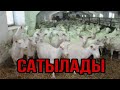 Таза қанды ешкілер сатылымда, құжаттарымен