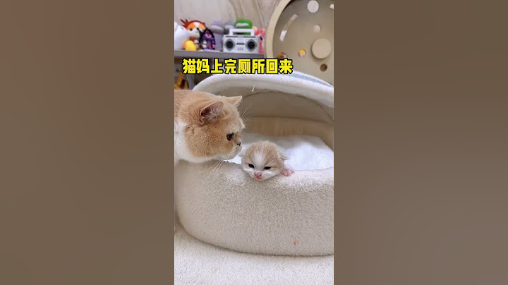 【小奶貓成長記】原來小貓咪受了委屈也愛往媽媽懷裡鑽