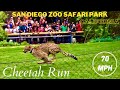 SAN DIEGO ZOO SAFARI PARK | CHEETAH RUN