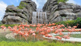 A Complete Tour of Bird Paradise in Singapore