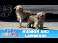 Two homeless dogs, one of them missing HALF of his leg!