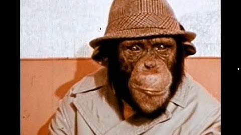 Lancelot Link Secret Chimp