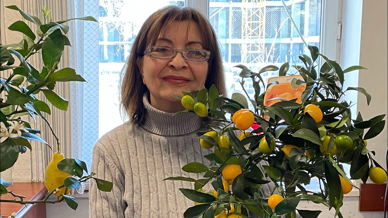 Գեղեցկագույն ցիտրուս- կումկվատ