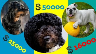 expensive dogs breed in the world|Top 10 expensive dogs breed in the world| #shorts by Parmita Dey Dutta 4 views 2 years ago 3 minutes, 29 seconds