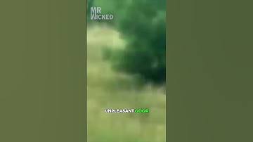 Mysterious Creatures Caught on Camera in Real Life #shorts #scary #mystery