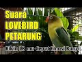 PANCINGAN LOVEBIRD FIGHTER Lantang Memanggil Lawan, Bikin LB mu tak Kuat Menahan Emosi Bunyi