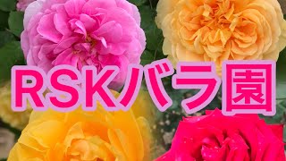 【RSKバラ園】シュラブ　ハイブリッドティ　フロリバンダ　イングリッシュローズ　ロゼッタ咲き 剣弁高芯咲き　開園50周年　春のバラまつり　6/16(日)まで