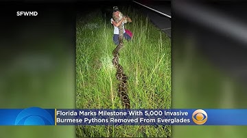 Florida Marks Milestone With 5,000 Invasive Burmese Pythons Removed From Everglades