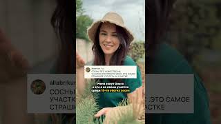 Сосны на участке. Можно ли сажать сосны на участке? Обрезка сосны обыкновенной