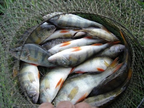 Клёвое место Река Проня Рязанская область
