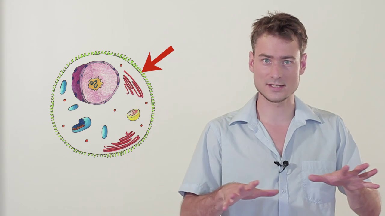 Expérimentez l'Ayurvéda - épisode 1 : Introduction à l'Ayurvéda