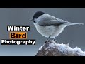 Bird photography in the snow photographing out of my hide