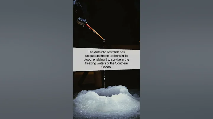 Antarctic Toothfish: The Ice Fisherman of the Deep Sea